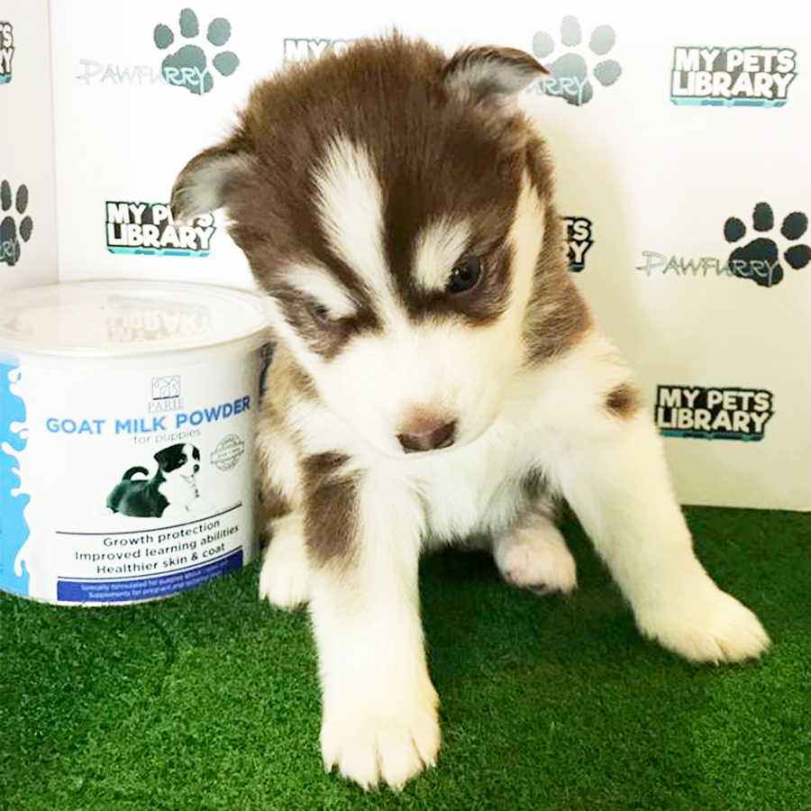 Alaskan Husky Puppy (Female) For Sale