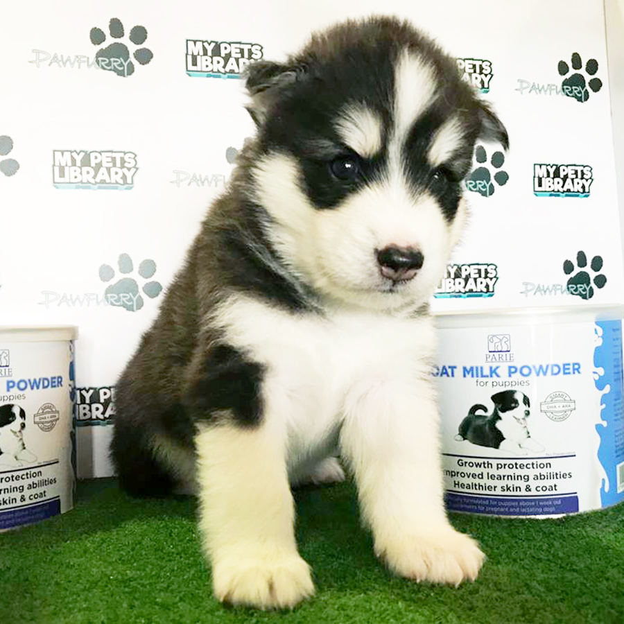Alaskan Husky Puppy (Male) For Sale