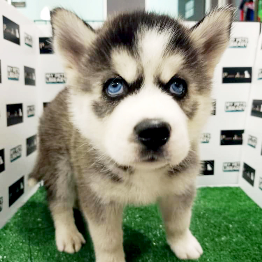 Siberian Husky Puppy (Female) For Sale