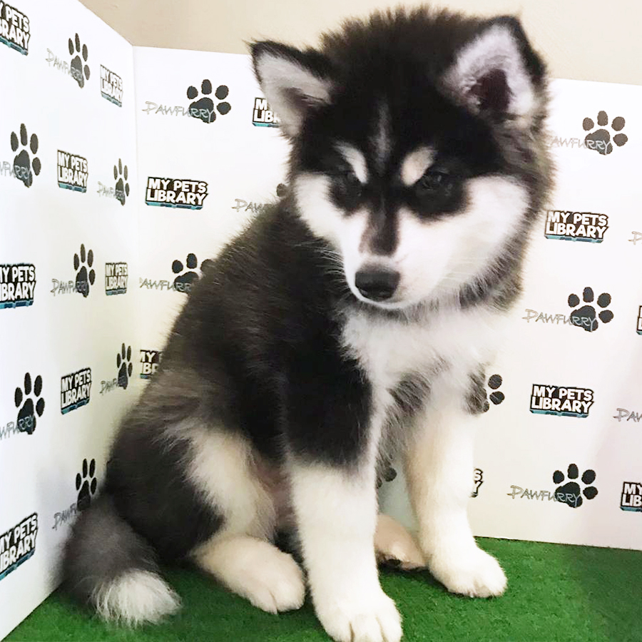 Alaskan Husky Puppy (Male) For Sale