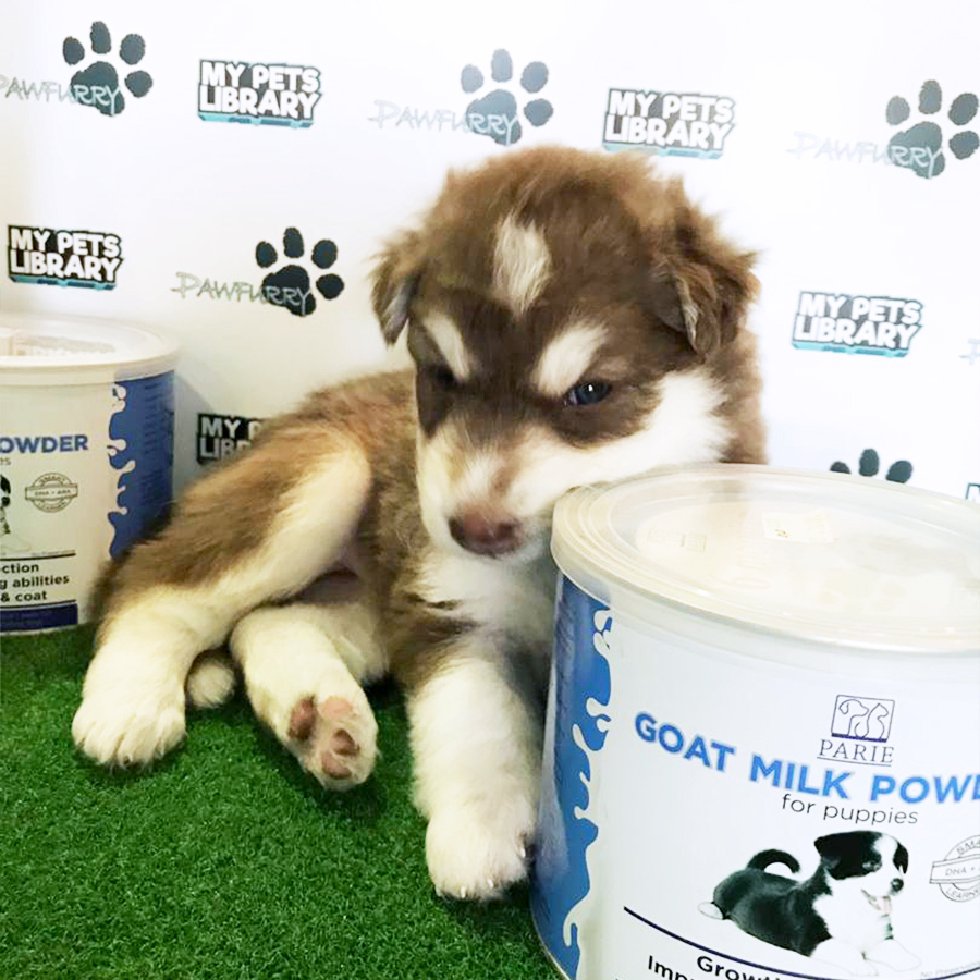 Alaskan Husky Puppy (Male) For Sale