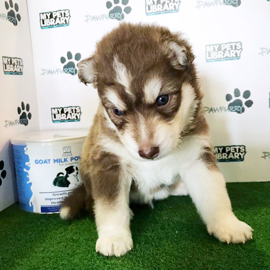 Alaskan Husky Puppy (Female) For Sale
