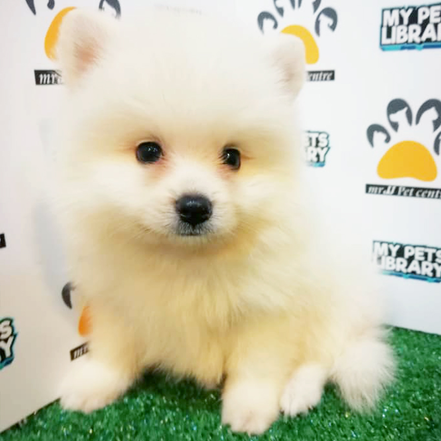Cream White Pomeranian Puppy (Male) For Sale
