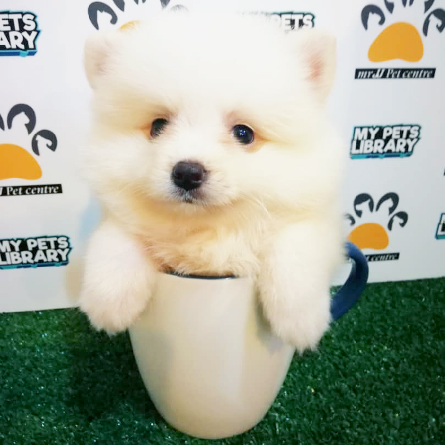 White Teacup Pomeranian Puppy (Female) For Sale