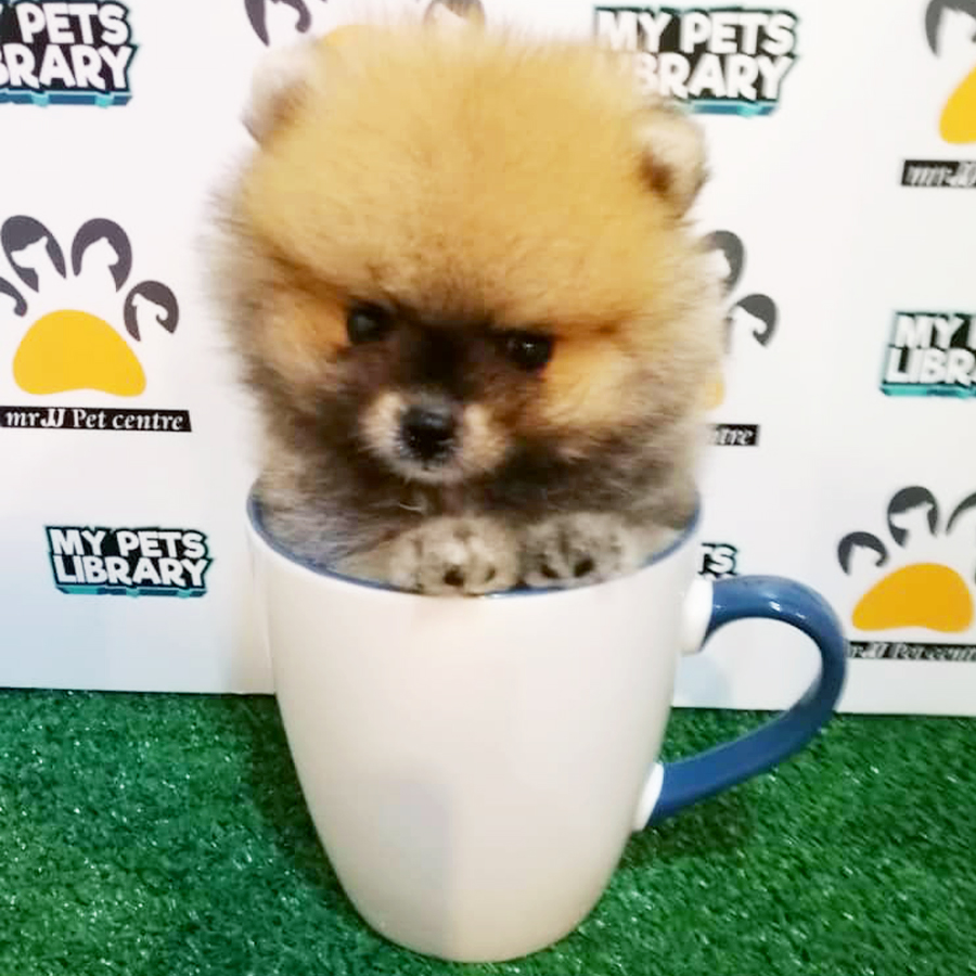 Sable Orange Teacup Pomeranian Puppy (Male) For Sale