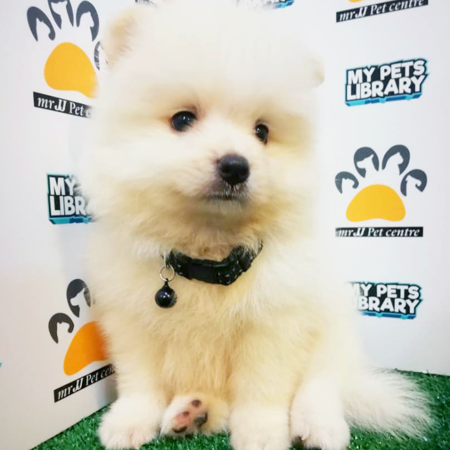 Cream White Pomeranian Puppy (Male) For Sale