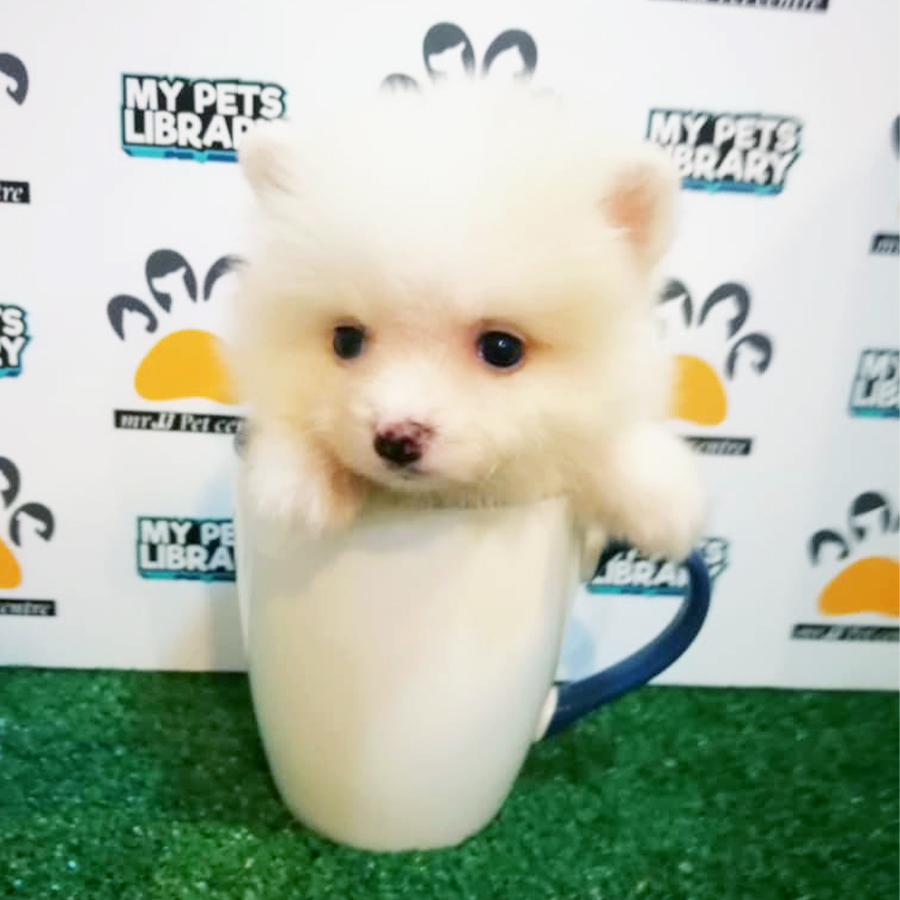 White Teacup Pomeranian Puppy (Female) For Sale