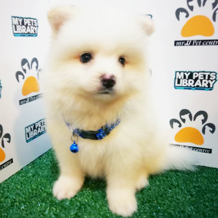 Cream White Pomeranian Puppy (Male) For Sale