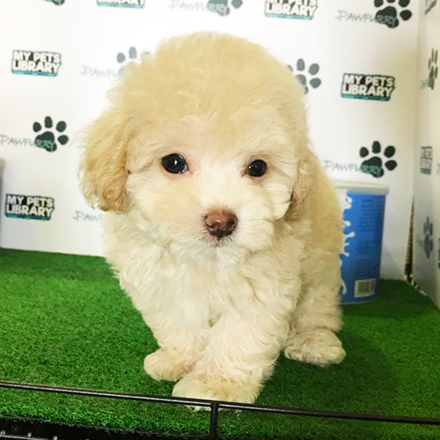 Cream Tiny Poodle Puppy (Male) For Sale