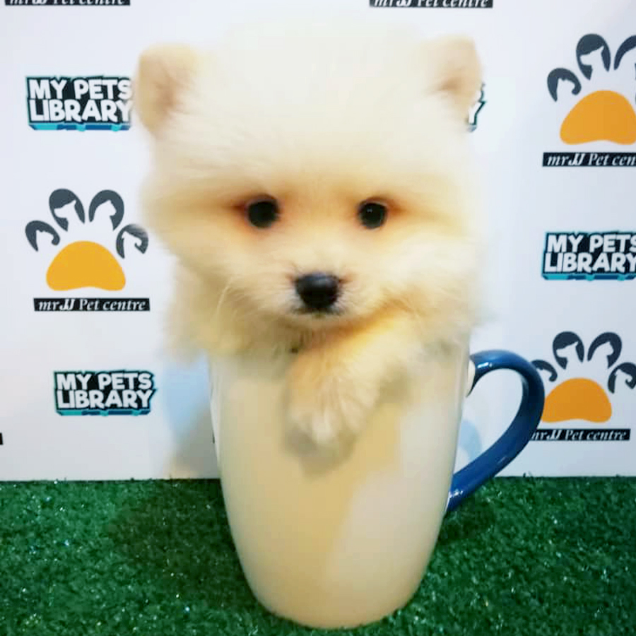 Cream Teacup Pomeranian Puppy (Male) For Sale