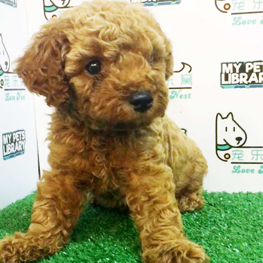 Brown Toy Poodle Puppy (Male) For Sale
