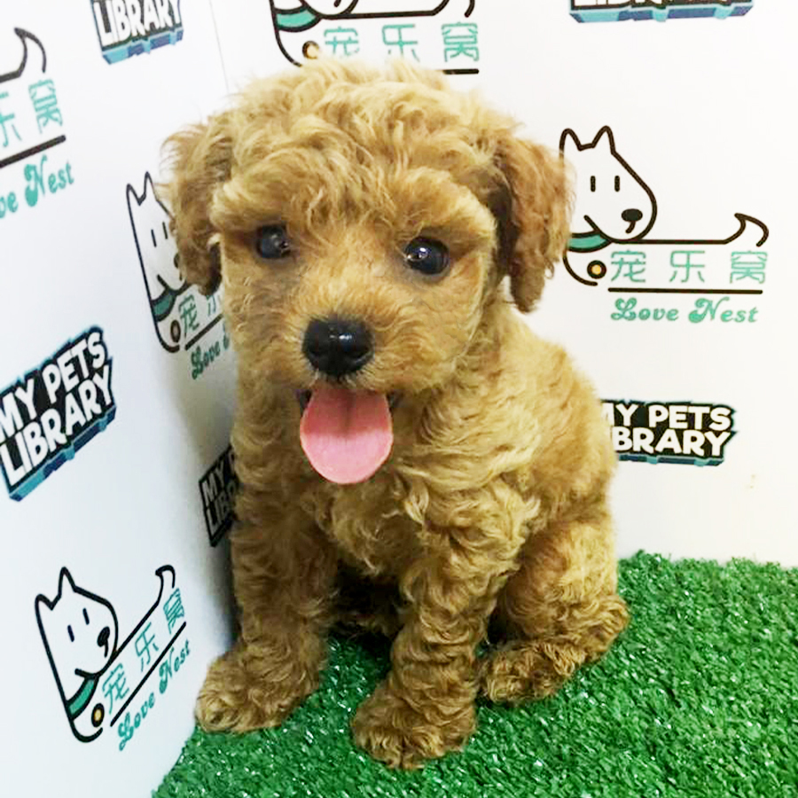 Brown Toy Poodle Puppy (Male) For Sale