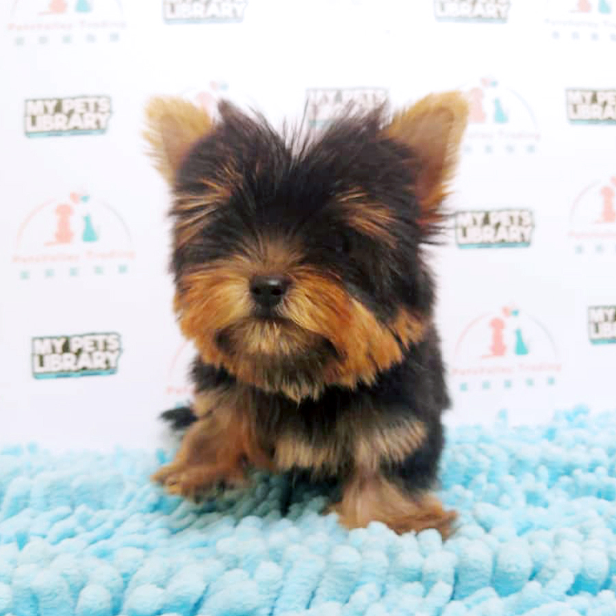 Yorkshire Terrier Puppy (Male) For Sale