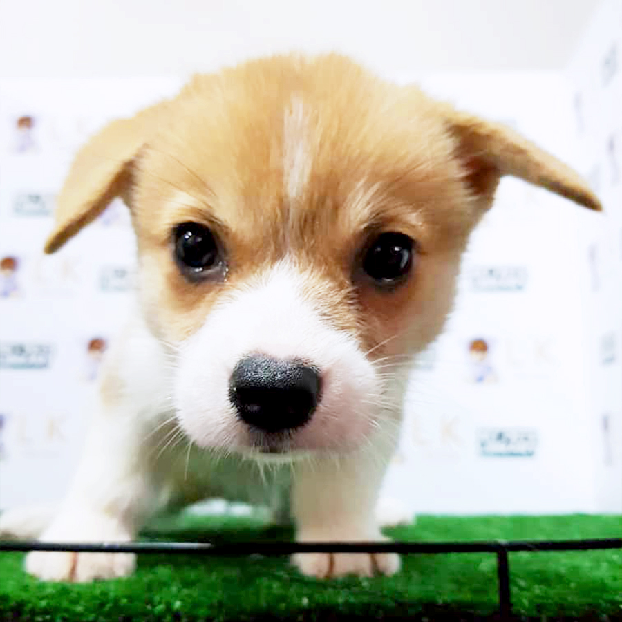 Welsh Corgi Puppy (Male) For Sale