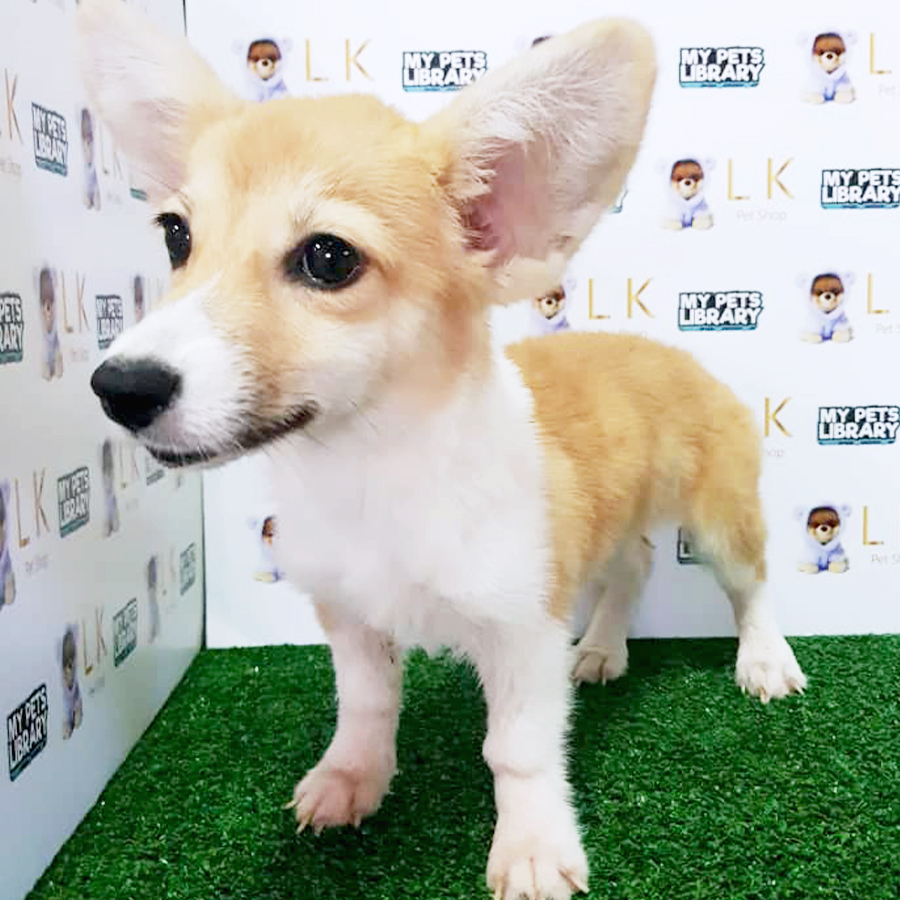 Welsh Corgi Puppy (Female) For Sale