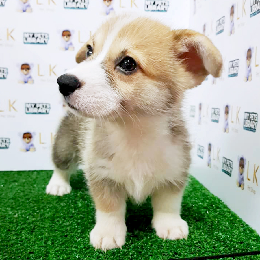 Welsh Corgi Puppy (Male) For Sale
