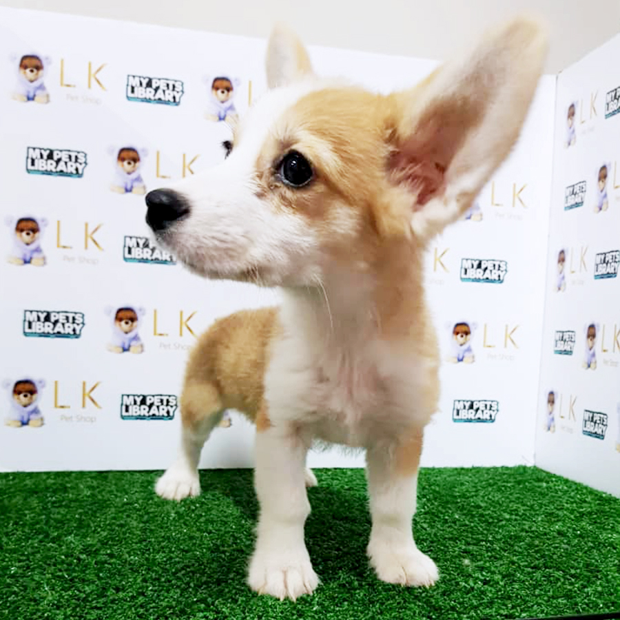 Welsh Corgi Puppy (Female) For Sale