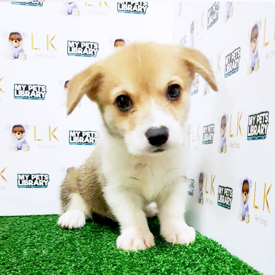 Welsh Corgi Puppy (Male) For Sale