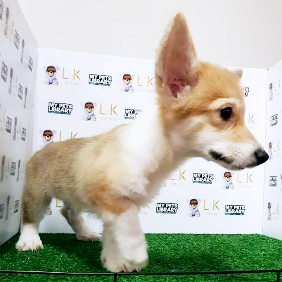 Welsh Corgi Puppy (Male) For Sale