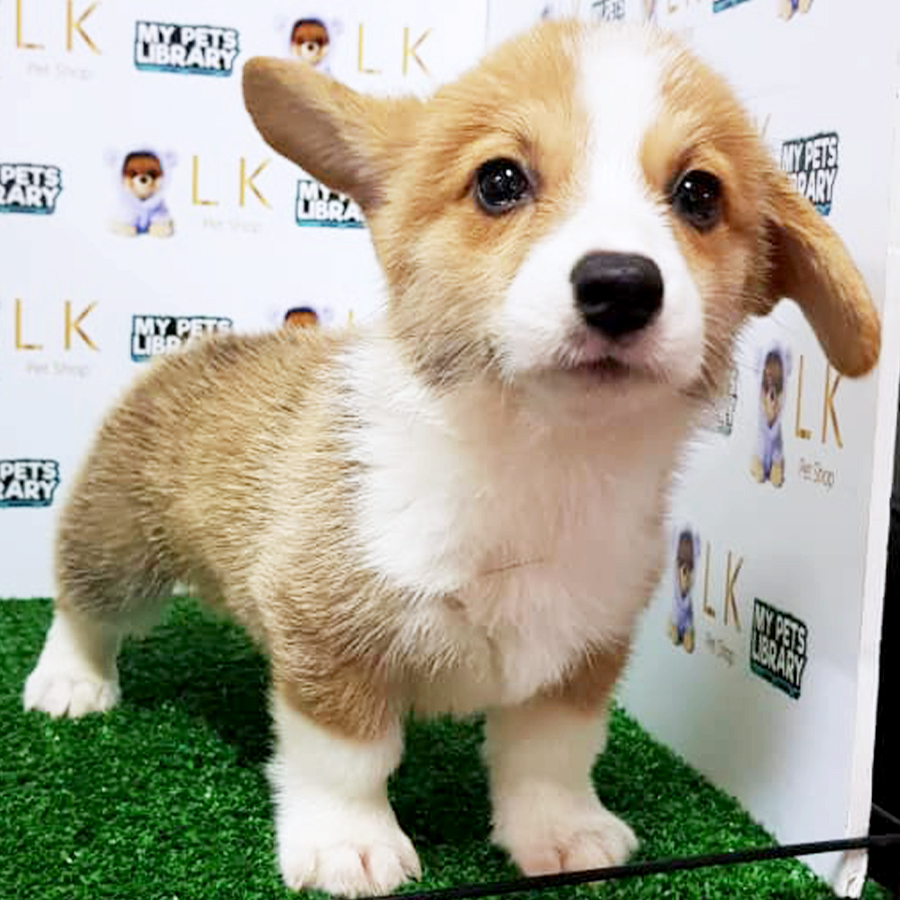 Welsh Corgi Puppy (Male) For Sale