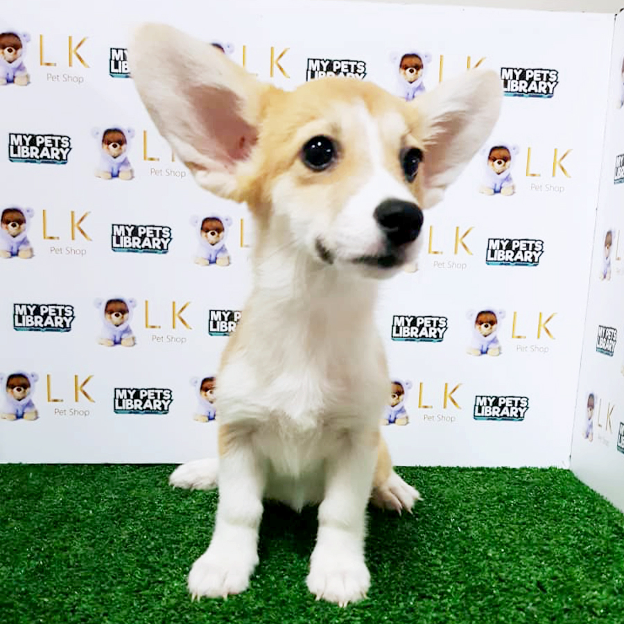 Welsh Corgi Puppy (Female) For Sale