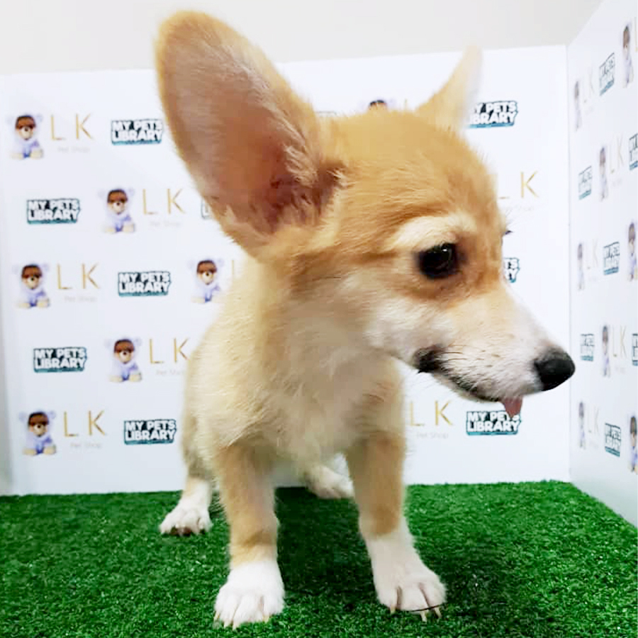 Welsh Corgi Puppy (Male) For Sale