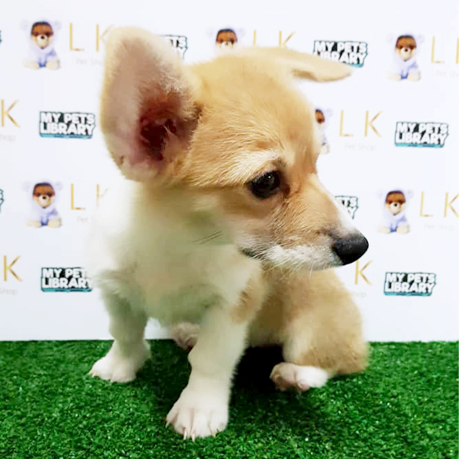 Welsh Corgi Puppy (Female) For Sale