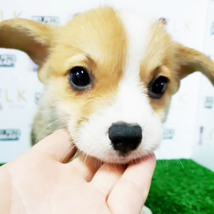 Welsh Corgi Puppy (Male) For Sale