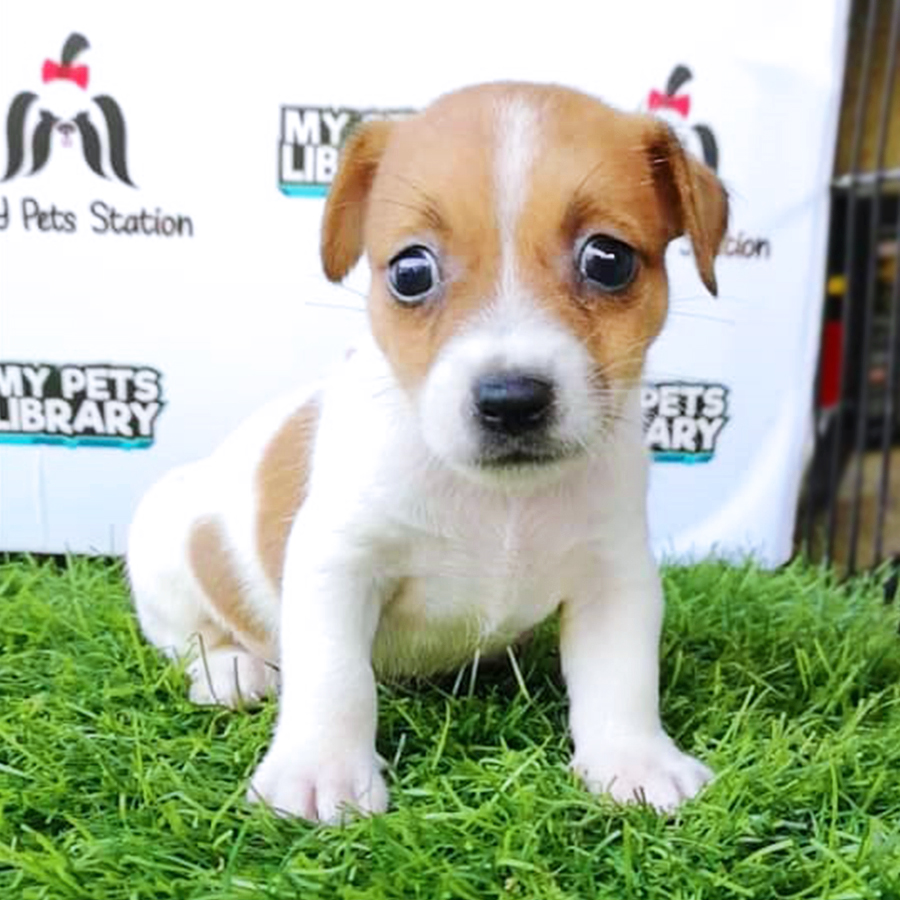 Jack Russell Puppy (Male) For Sale
