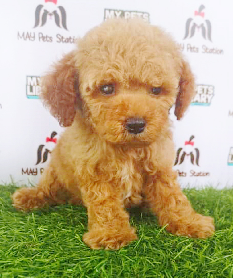 Brown Tiny Toy Poodle Puppy (Female) For Sale