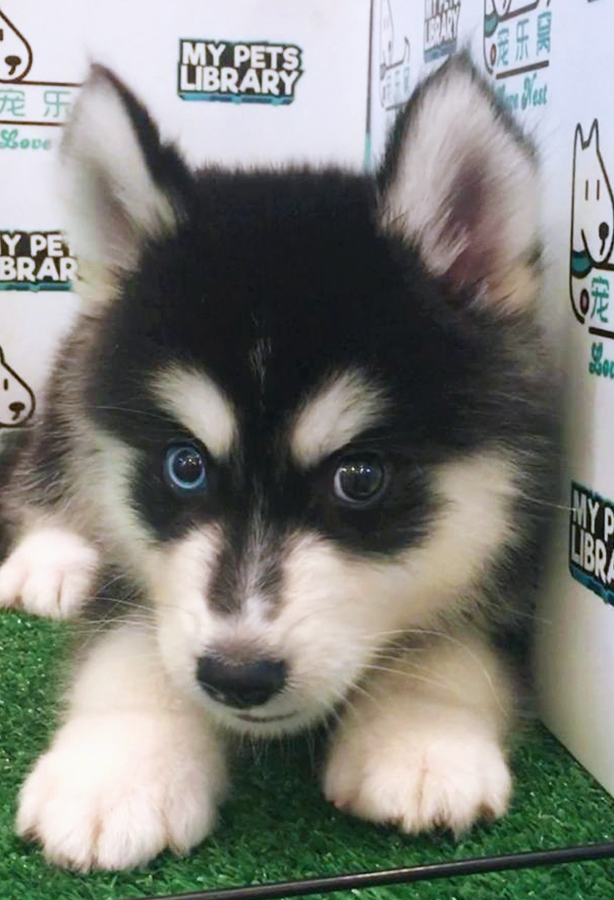 Wooly Husky Puppy (Male) For Sale
