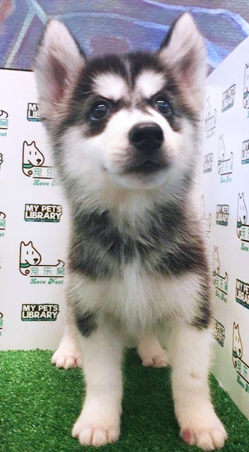 Wooly Husky Puppy (Female) For Sale