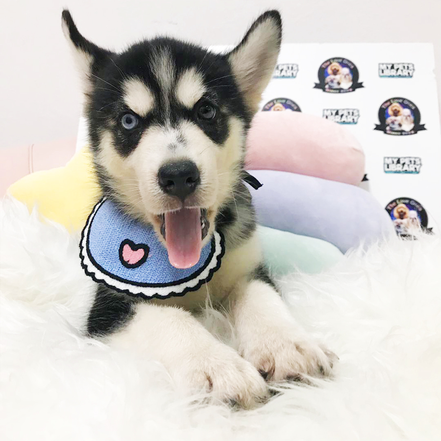 Bi-eye Wooly Husky Puppy (Female) For Sale