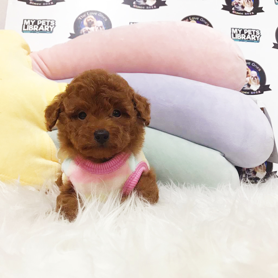 Super Red Tiny Poodle Puppy (Female) For Sale