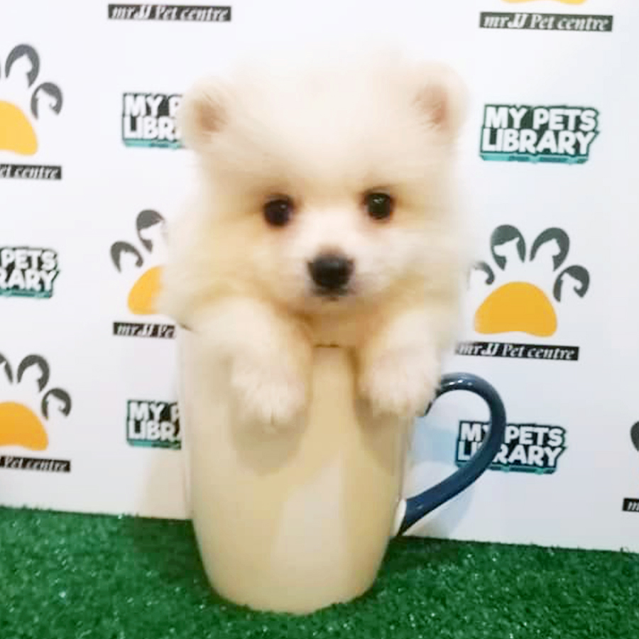 Parti White Teacup Pomeranian Puppy (Female) For Sale