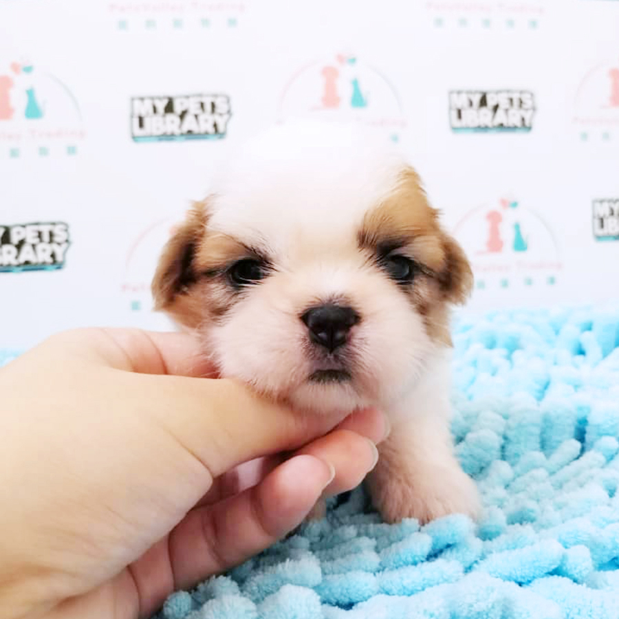 Shih Tzu Puppy (Male) For Sale