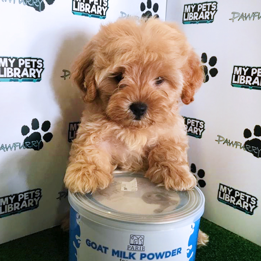 Apricot Toy Poodle Puppy (Female) For Sale