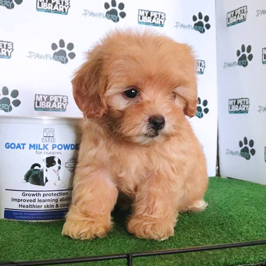Apricot Toy Poodle Puppy (Female) For Sale