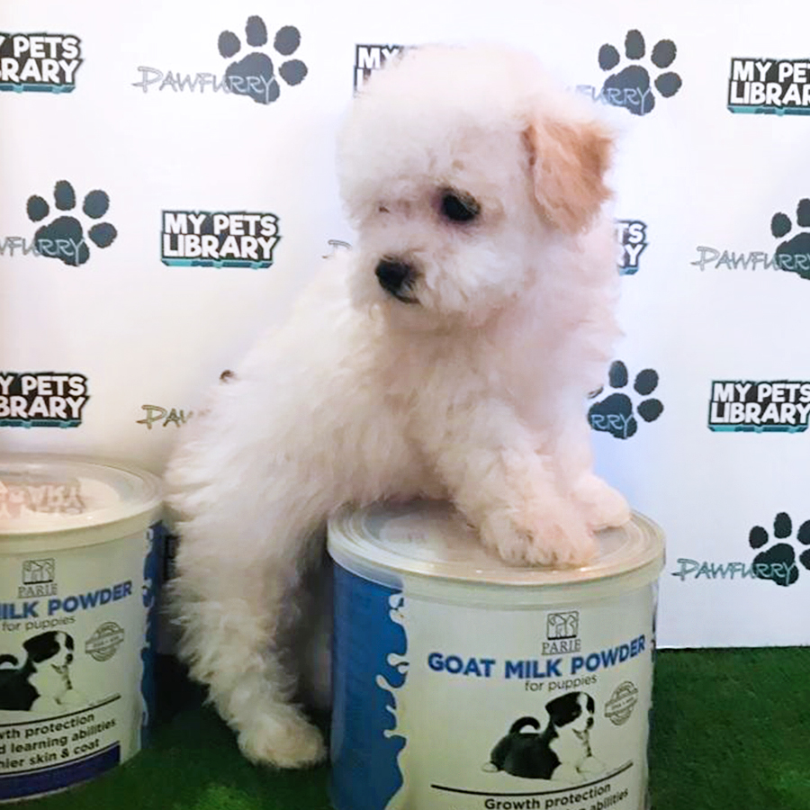 White Tiny Poodle Puppy (Male) For Sale