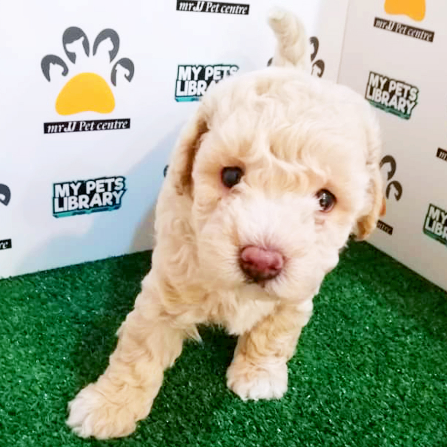 Cream Toy Poodle Puppy (Male) For Sale