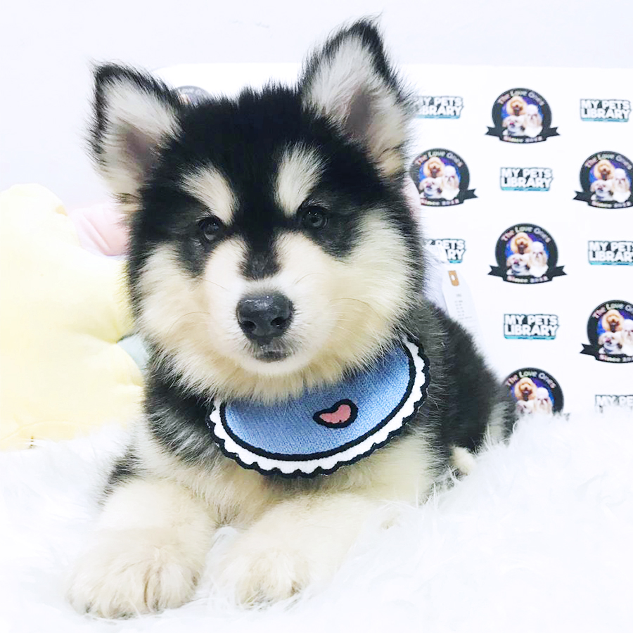 Alaskan Malamute Puppy (Female) For Sale