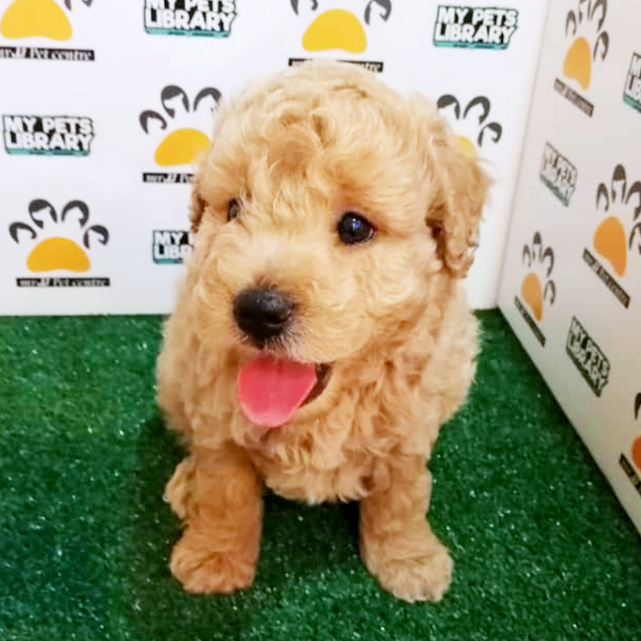 Brown Toy Poodle Puppy (Male) For Sale