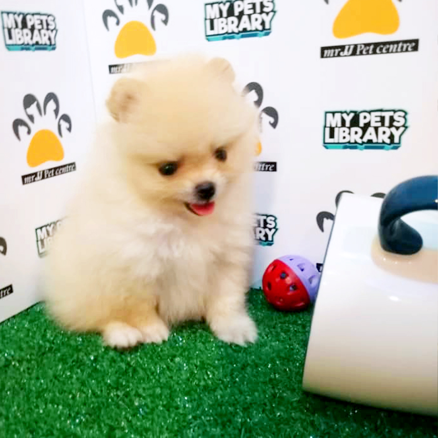 Cream Teacup Pomeranian Puppy (Male) For Sale