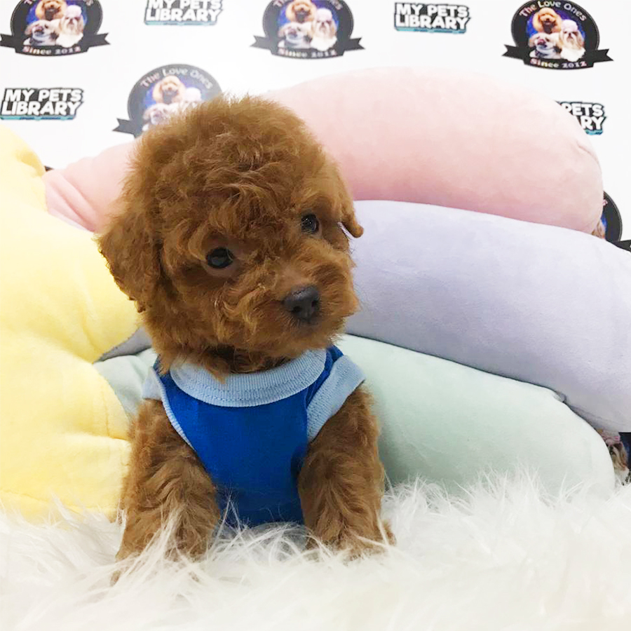 Brown Tiny Poodle Puppy (Male) For Sale