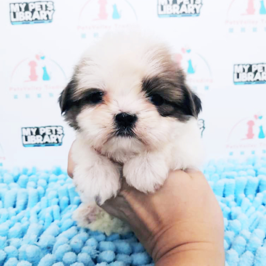 Shih Tzu Puppy (Female) For Sale