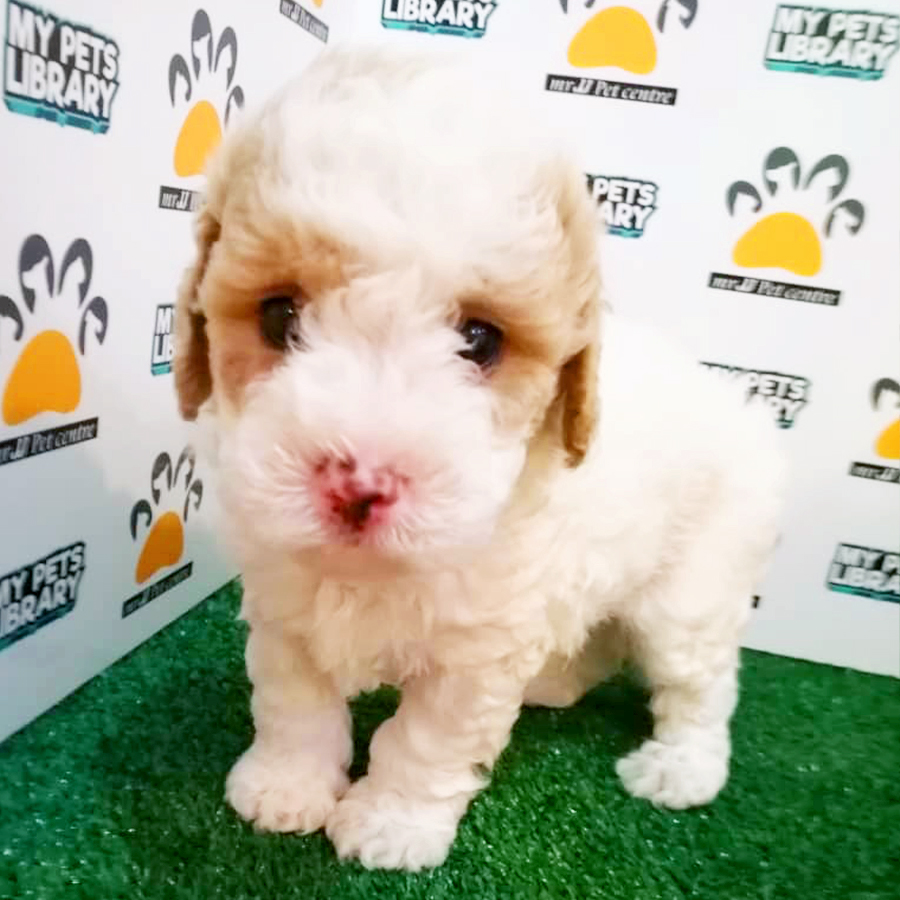Parti Colour Toy Poodle Puppy (Male) For Sale
