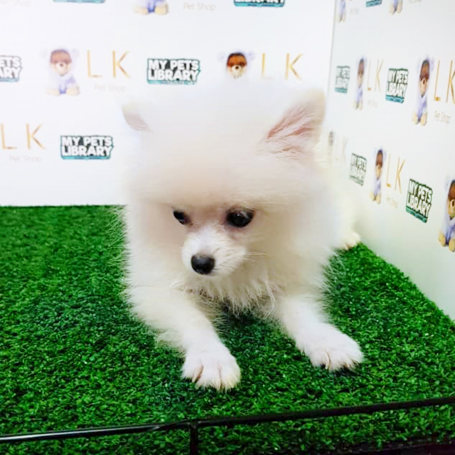 White Pomeranian Puppy (Female) For Sale