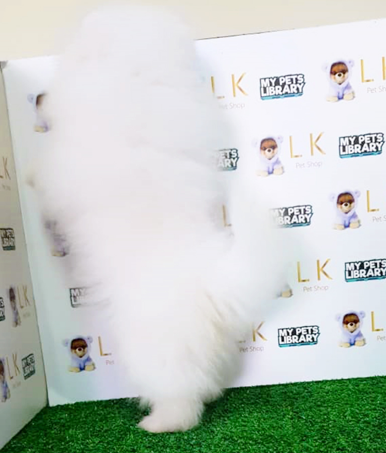 White Pomeranian Puppy (Male) For Sale