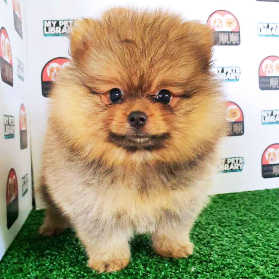 Sable Brown Pomeranian Puppy (Female) For Sale