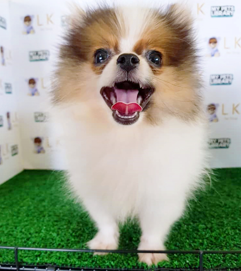 Parti Pomeranian Puppy (Female) For Sale